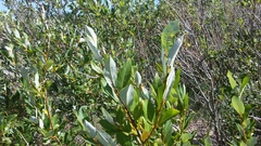 Salix