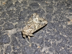 Spodoptera praefica