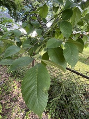 Ulmus