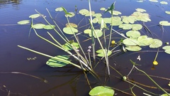 Sagittaria sagittifolia