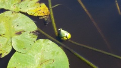 Nuphar lutea