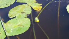 Nuphar lutea