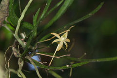 Angraecum cultriforme