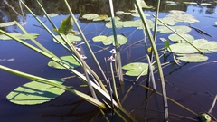 Sagittaria sagittifolia