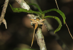 Angraecum cultriforme