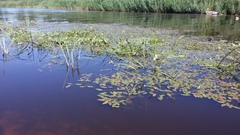 Sagittaria sagittifolia