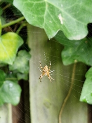 Araneus diadematus
