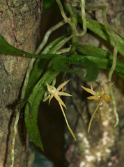 Angraecum cultriforme