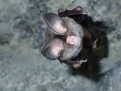 Hipposideros pomona