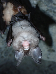 Hipposideros pomona