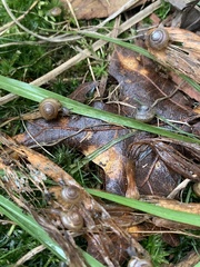 Mesomphix rugeli