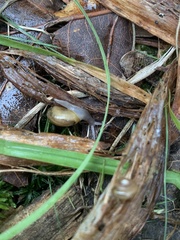 Mesomphix rugeli