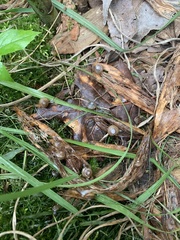 Mesomphix rugeli