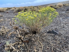 Chrysothamnus viscidiflorus puberulus