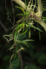 Angraecum cultriforme