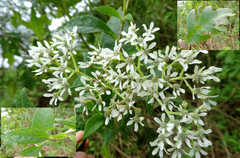 Verbesina macrophylla