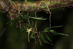 Angraecum cultriforme