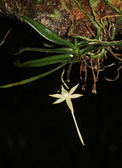 Angraecum cultriforme