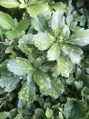 Volutella pachysandrae