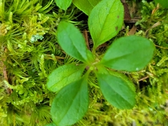 Linnaea