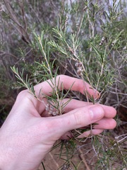Melaleuca viminea