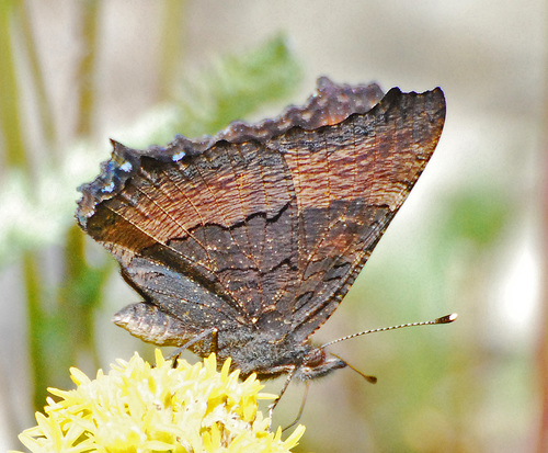 Milbert's Tortoiseshell