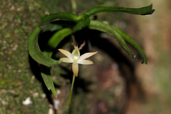 Angraecum cultriforme