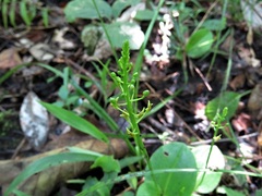 Malaxis spicata