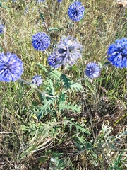 Echinops tataricus