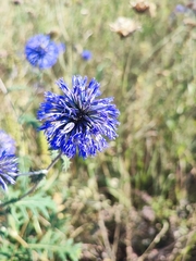 Echinops tataricus