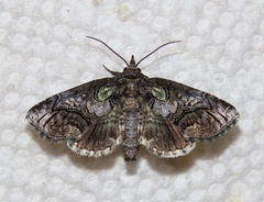 Paectes pygmaea