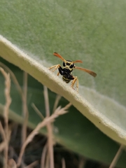 Polistes semenowi
