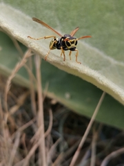 Polistes semenowi