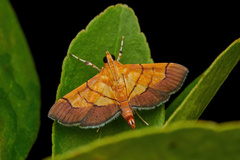 Syngamia