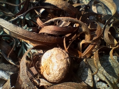 Tulostoma