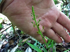 Malaxis spicata