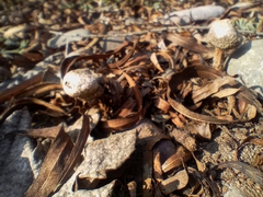 Tulostoma