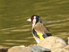 Carduelis carduelis