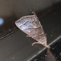 Hypena lollia