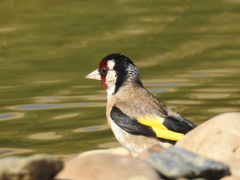 Carduelis carduelis