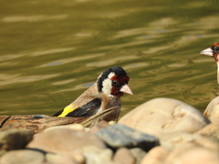 Carduelis carduelis