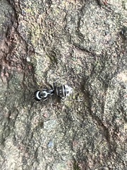 Camponotus flavomarginatus