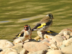 Carduelis carduelis