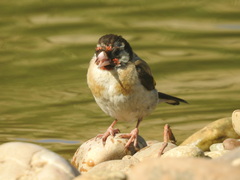Carduelis carduelis