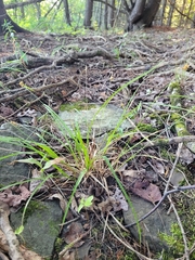 Carex flava