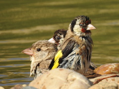 Carduelis carduelis
