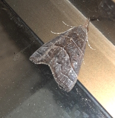 Hypena lollia