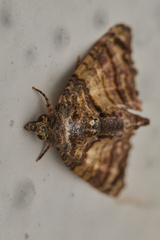 Chlumetia