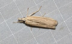 Pima albiplagiatella
