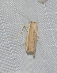 Pima albiplagiatella